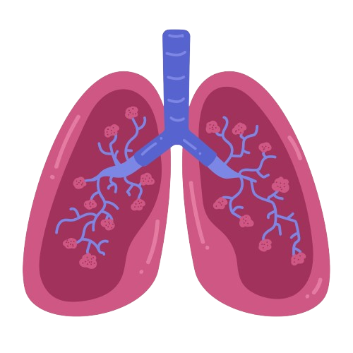 Lungs